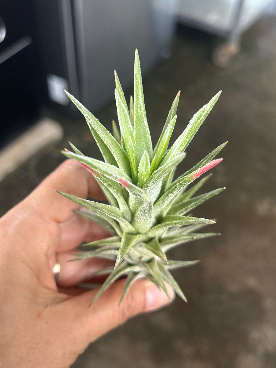 vanhyningii air plant T. Ionantha vanhyningii (Straight Leaf) (L) – Pick a Plant Online