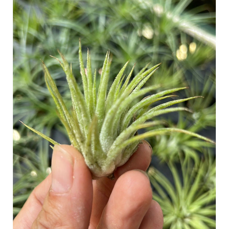 T. ionantha Thick Leaf (Small) – Pick a Plant Online T. ionantha Thick Leaf (Small) – Pick a Plant Online