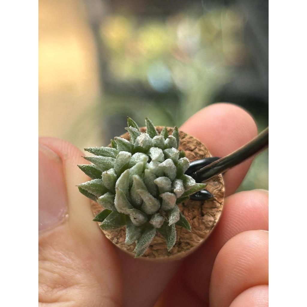 Tillandsia ionantha haselnuss ex. Koehres 1500m Mexico チランジア