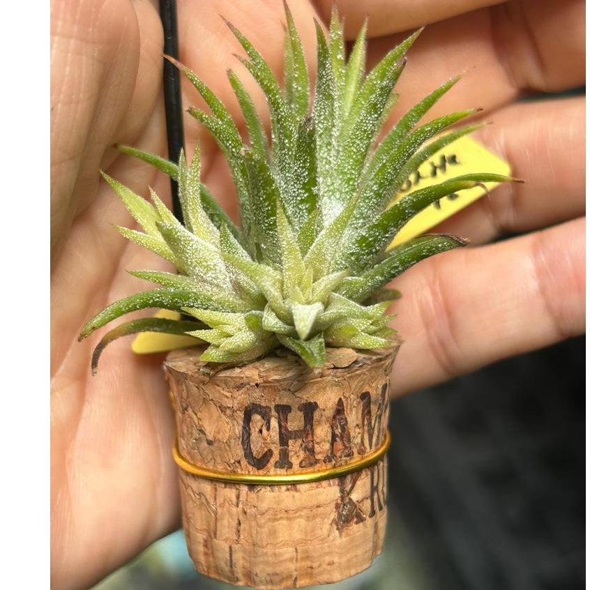 T. ionantha Minnie White Clump – Pick a Plant Online