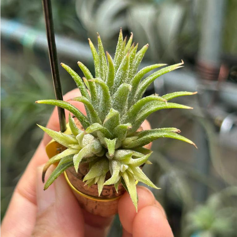T. ionantha Minnie White Clump – Pick a Plant Online