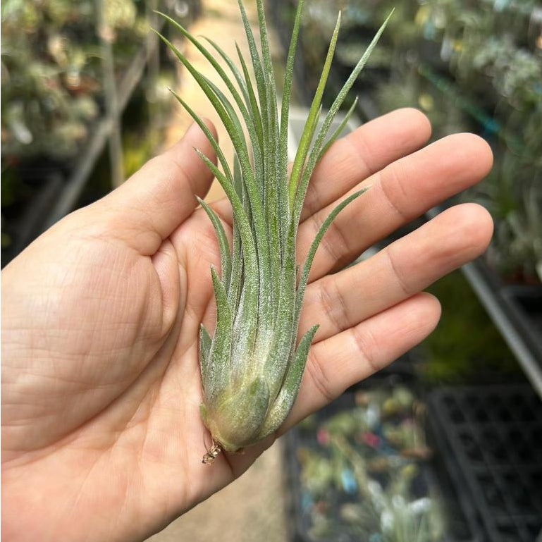 T. ionantha Tall Velvet – Pick a Plant Online