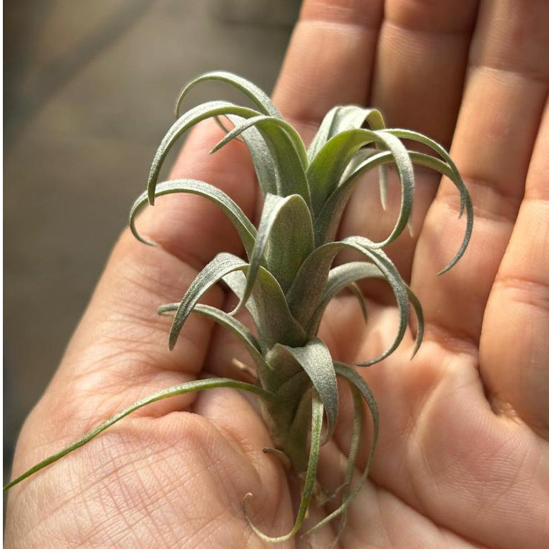 nana air plant T. nana – Pick a Plant Online