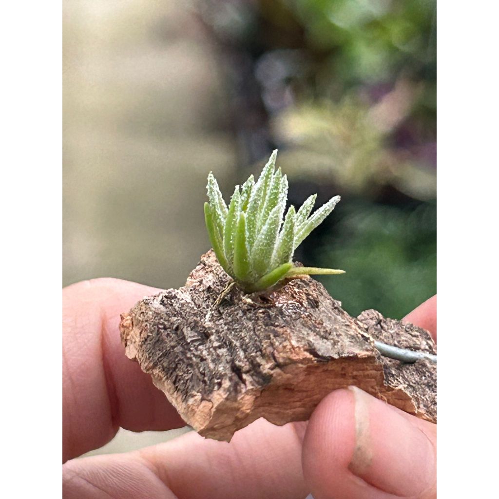 種子5粒 Tillandsia thiekenii x kautskyi T. thiekenii on corkbark hanger – Pick a Plant Online