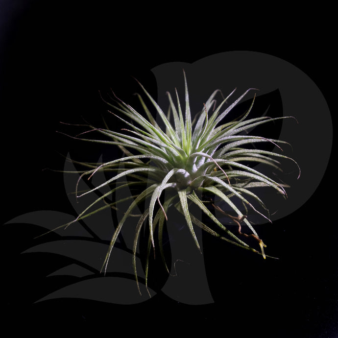 Tillandsia ionantha, beautiful airplant for sale