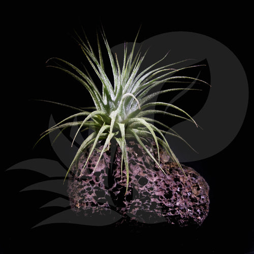 Tillandsia ionantha (on rock), beautiful airplant for sale