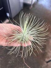 T. andreana (Medium)