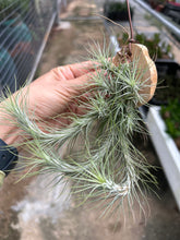 T. funckiana clump on wood