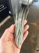 T. piniformis