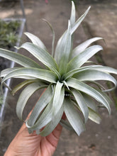 T. capitata Yellow Star