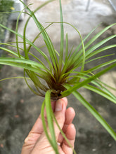 T. cyanea (Small)