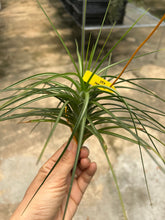 T. caulescens