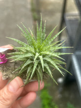 T. ion. Mexican Zebra
