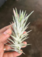 T. Ionantha vanhyningii (Straight Leaf) (S)