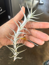 T. albida Minor