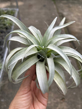 T. capitata Yellow Star