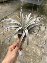 T. zacapaensis