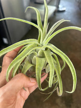 T. streptophylla (Small)
