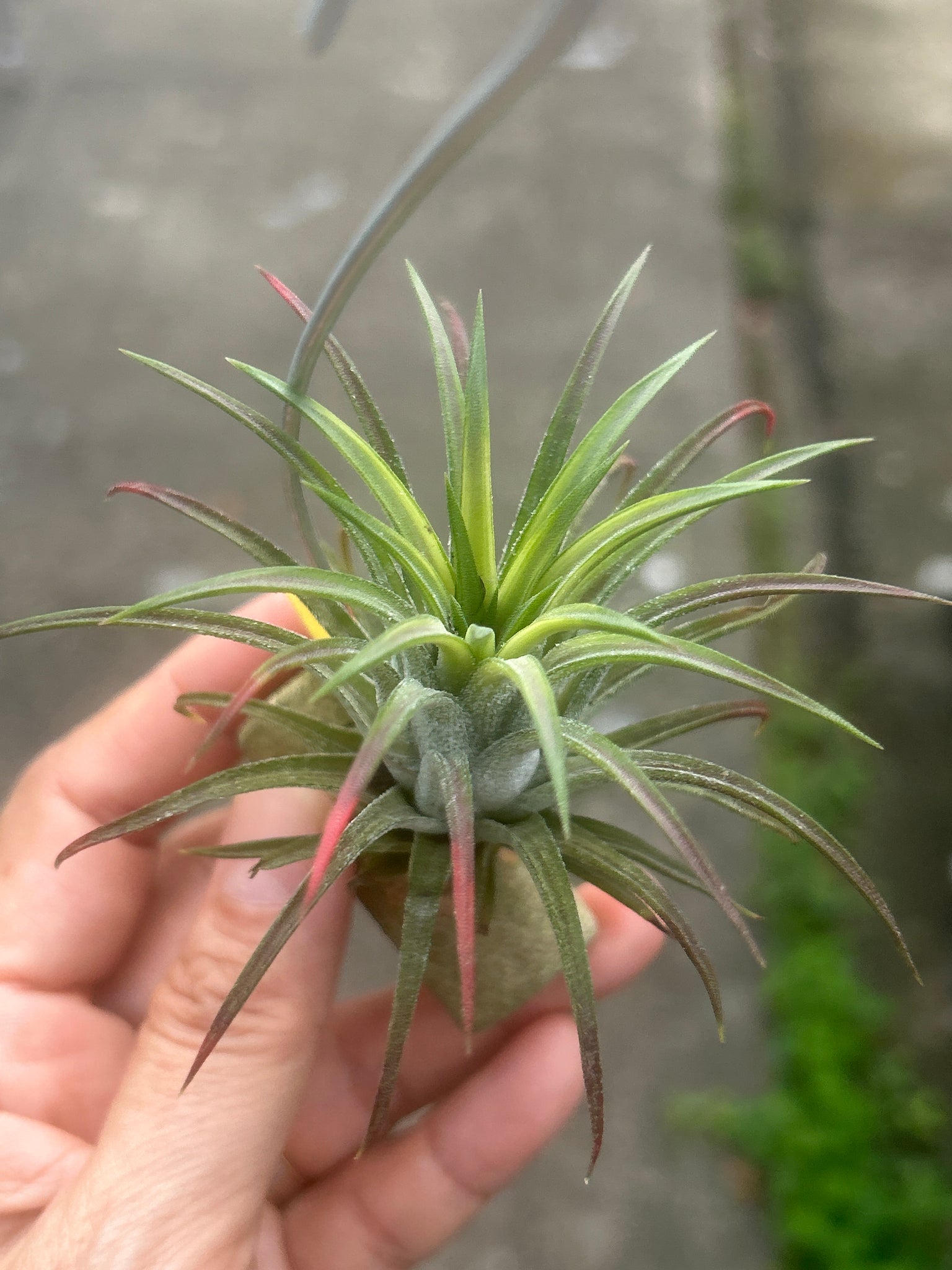 ブロメリア・エアープランツ Tillandsia Ionantha Variegata 超希少！美しき斑入りティランジアの世界【バリエガータ&アルボマージ