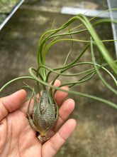 T. butzii