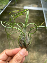 T. butzii