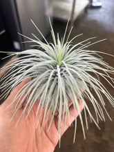 T. argentea