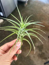 T. bergeri
