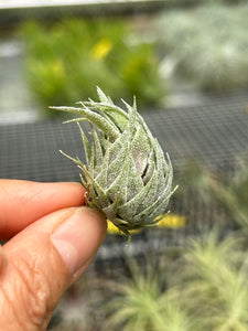 T. sprengeliana – Pick a Plant Online