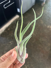 T. caput medusae (small)