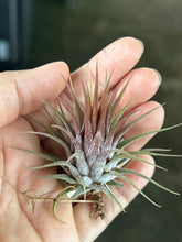 T. ionantha Stricta Red Wine