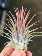 T. ionantha Stricta Red Wine