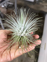 T. fuschii v fuschii