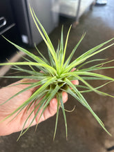 T. kegeliana