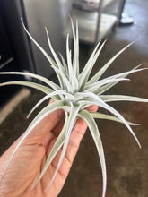 T. recurvifolia var subsecundifolia