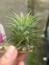T. ion. Mexican Zebra
