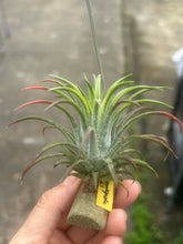 T. ionantha variegata