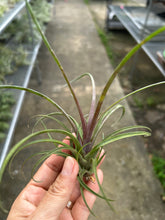 T. capitata domingensis