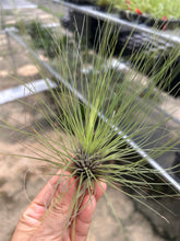 T. filifolia