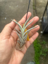 T. castellanii