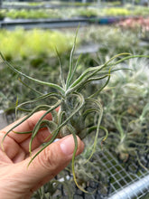 T. pruinosa