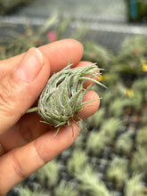 T. sprengeliana