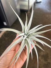 T. recurvifolia var subsecundifolia