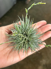 T. loliacea Clump (Big)