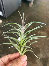 T. jonesii