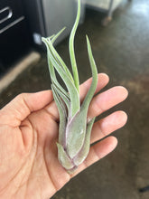T. caput medusae (small)
