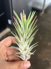 T. Ionantha vanhyningii (Straight Leaf) (L)