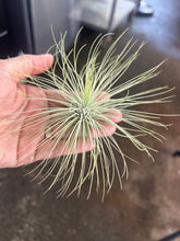 T. andreana (Medium)