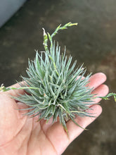T. loliacea Clump (Big)