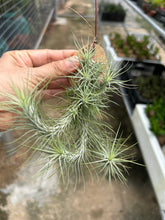 T. funckiana clump on wood