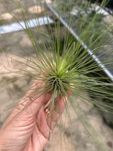 T. filifolia